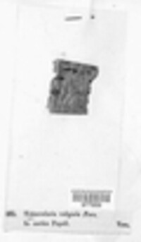 Tubercularia vulgaris image